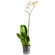Белая орхидея Фаленопсис в горшке. Витебск